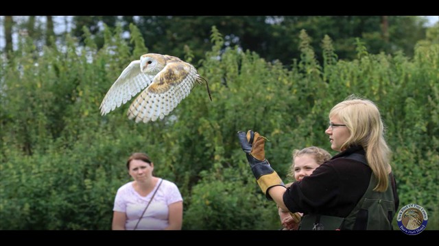 barn_owl